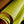 Sepici - Lucy Highlighter Yellow 3-3.5oz