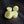 Wax Biscuit / Stick - Edge Burnishing Wax